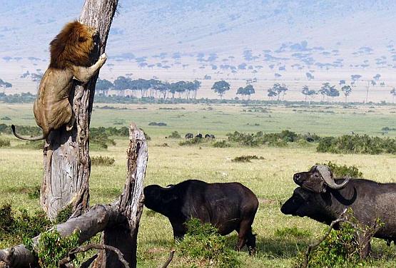 Разъяренные кафрские буйволы загнали на дерево льва