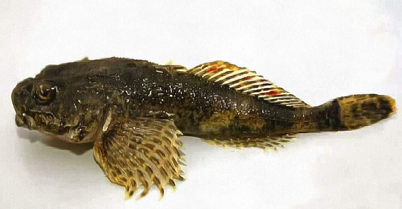 Как жарить азовский бычек. Рецепты из Геническа и Арабатской стрелки