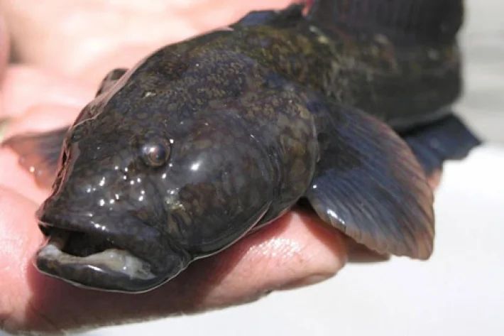 Как вкусно приготовить азовский бычек